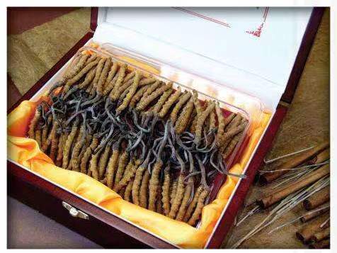 巴彦淖尔冬虫夏草回收